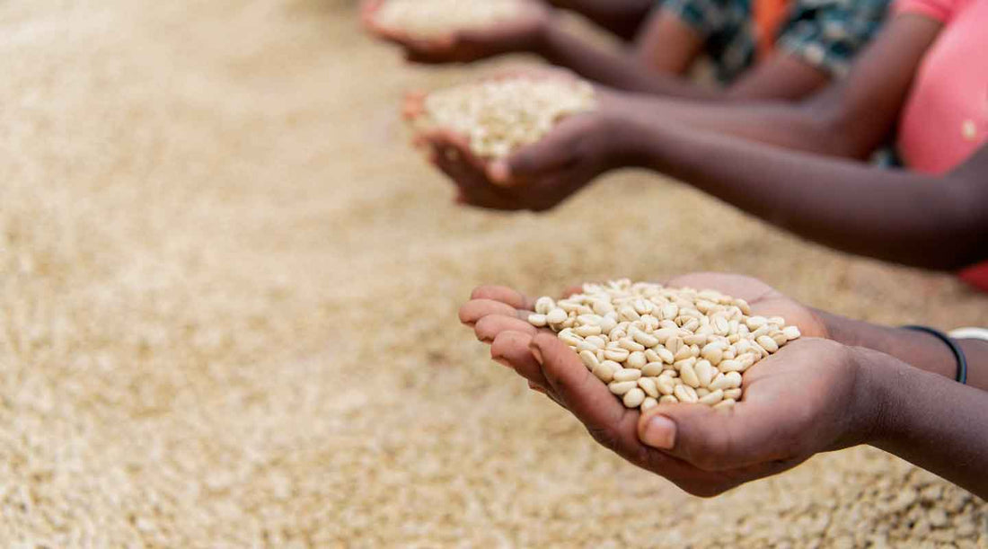 Help The Future Of Coffee Production