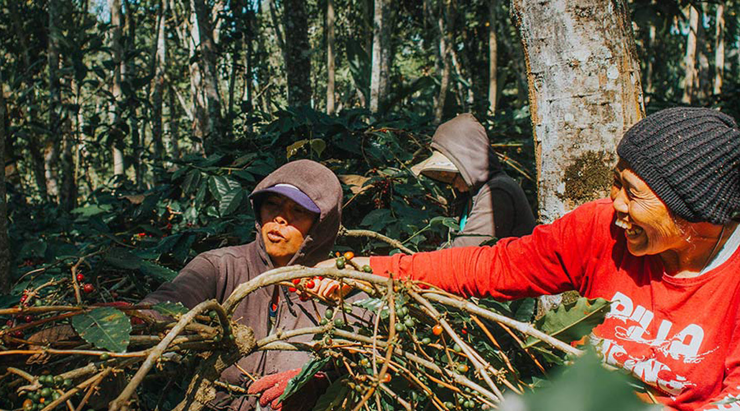 Coffee farmers harvesting coffee beans in Bali. Image Source: Delightin Dee via Unsplash.