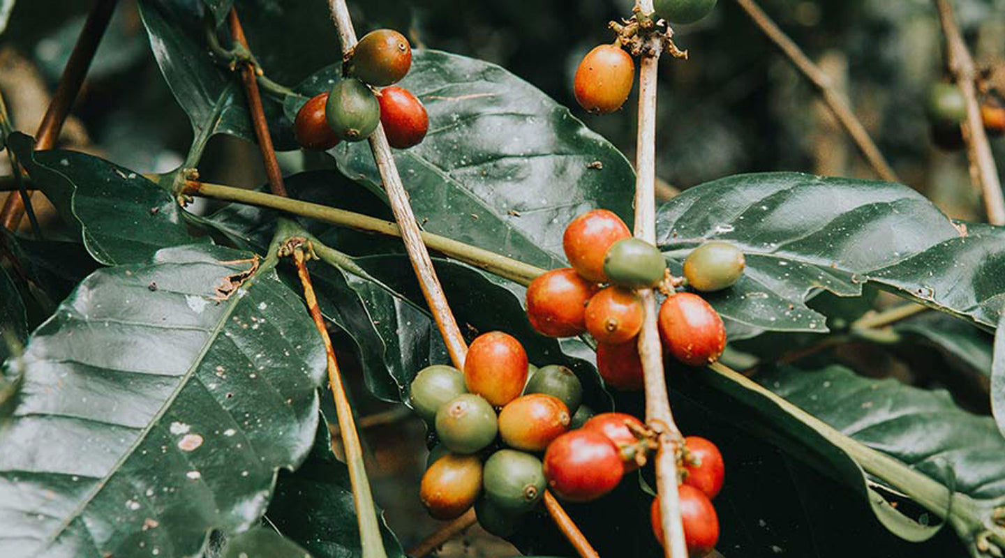 Robusta coffee beans almost ready for harvest. Image source: Delightin Dee via Unsplash